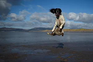 A dog jumps into the air to catch a ball along the beach near the County Kerry village A dog jumps into the air to catch a ball along the beach near the County Kerry village