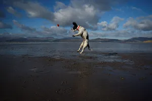 A dog jumps into the air to catch a ball along the beach near the County Kerry village of A dog jumps into the air to catch a ball along the beach near the County Kerry village of