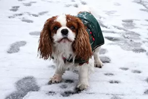 Weather Gallery: A dog plays in the snow in Thames Barrier Park, London