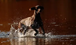 A dog runs in the river Garry, Pitlochry, Scotland A dog runs in the river Garry, Pitlochry, Scotland