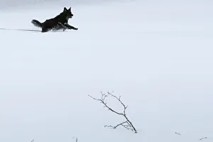 A dog runs through the snow following a winter snow storm in the Boston suburb of A dog runs through the snow following a winter snow storm in the Boston suburb of