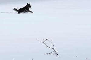 Images Dated 13th February 2017: A dog runs through the snow following a winter snow storm in the Boston suburb of