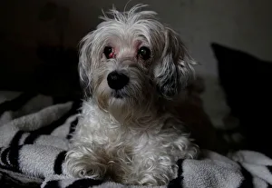 Images Dated 5th January 2018: Dog is seen rescued by animal protection services after being found lying alongside the