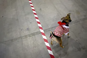 A dog is seen during the seventh edition of the Mi Mascota (My Pet) fair in Malaga A dog is seen during the seventh edition of the Mi Mascota (My Pet) fair in Malaga