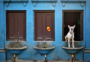 Dog sits over a drinking water basin along a road in Delhi Dog sits over a drinking water basin along a road in Delhi