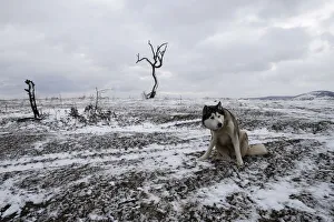 A dog sits on a field where migrants have crossed the border between Serbia and Macedonia A dog sits on a field where migrants have crossed the border between Serbia and Macedonia