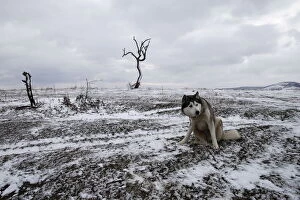 Images Dated 17th January 2016: A dog sits on a field where migrants have crossed the border between Serbia and Macedonia