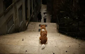 A dog stands on a flight of stairs at the Alfama neighborhood in Lisbon A dog stands on a flight of stairs at the Alfama neighborhood in Lisbon