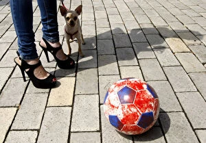 Kiev Gallery: Dog stands next to owner and soccer ball during demonstration for the rights of stray