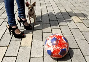 Dog stands next to owner and soccer ball during demonstration for the rights of stray Dog stands next to owner and soccer ball during demonstration for the rights of stray