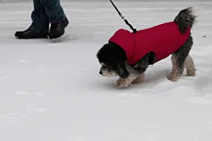 A dog walks over icy snow covered sidewalk as freezing rain falls in Toronto A dog walks over icy snow covered sidewalk as freezing rain falls in Toronto