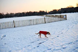 A dog walks in the snow on Clapham Common in London A dog walks in the snow on Clapham Common in London