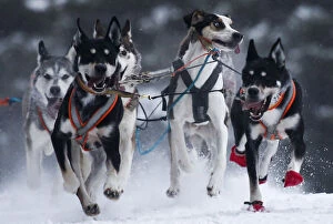 Images Dated 11th December 2016: Dogs compete in a sled and skijoring race outside Yekaterinburg