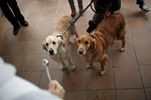 Dogs look at a priest as they are blessed outside San Anton Church in the neighborhood of Dogs look at a priest as they are blessed outside San Anton Church in the neighborhood of