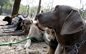 Dogs are pictured during a training session run at a park Dogs are pictured during a training session run at a park