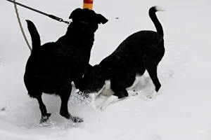 Dogs play in icy snow as freezing rain falls in Toronto Dogs play in icy snow as freezing rain falls in Toronto