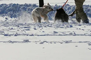 Images Dated 5th January 2018: Dogs play in the snow on Boston Common following winter snow storm Grayson in Boston
