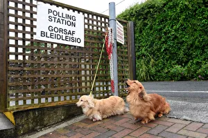 Dogs wait for their owner outside a polling station in Penally, Wales Dogs wait for their owner outside a polling station in Penally, Wales