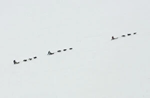 Three dogsleds travel across a barren landscape on the Norwegian Arctic island of