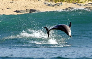 Africa Gallery: A DOLPHIN DIVES OFF THE COAST OF SOUTH AFRICAs KWAZULU NATAL PROVINCE