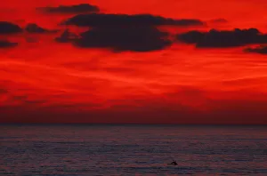 Dolphin jumps after sun set off the coast of California Dolphin jumps after sun set off the coast of California