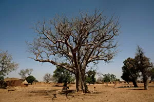 Related Images Collection: A donkey stands next to a baobab tree in Nedogo village near Ouagadougou