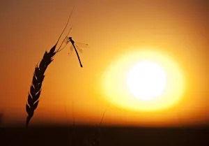 A dragonfly lands on a stalk of wheat ready for harvest during sunset on the Canadian A dragonfly lands on a stalk of wheat ready for harvest during sunset on the Canadian
