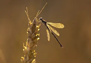 A dragonfly lands on a stalk of wheat ready for harvest during sunset on the Canadian A dragonfly lands on a stalk of wheat ready for harvest during sunset on the Canadian