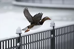 Images Dated 19th March 2013: A duck flies near a pond in Friedrichshain Volks Park after heavy snowfall in Berlin