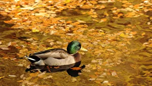 A duck paddles through autumnal leaves on Faskally Loch in Perthshire, Scotland A duck paddles through autumnal leaves on Faskally Loch in Perthshire, Scotland