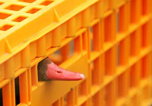 Duck peers out of a cage before receiving a vaccination against bird flu at the Zwin Duck peers out of a cage before receiving a vaccination against bird flu at the Zwin