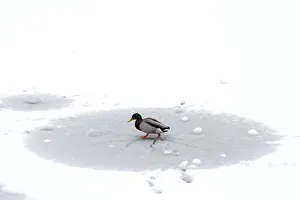 A duck walks on ice on a frozen pond in the Parc Monceau as winter weather bringing snow A duck walks on ice on a frozen pond in the Parc Monceau as winter weather bringing snow