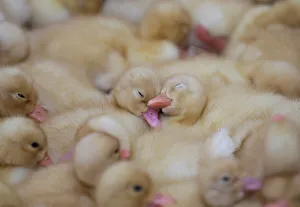 Ducklings are seen at a farm in Jiaxiang county Ducklings are seen at a farm in Jiaxiang county