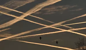 Images Dated 24th November 2014: Ducks fly beneath contrails in the sky at dawn in west London