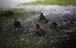 Ducks are splashed by the heavy rains of Tropical Storm Hermine as it passed through Ducks are splashed by the heavy rains of Tropical Storm Hermine as it passed through