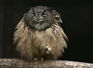 An eagle owl sits on a branch in its enclosure at the Grugapark in Essen An eagle owl sits on a branch in its enclosure at the Grugapark in Essen