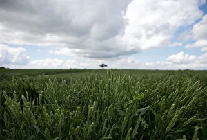 Ears of wheat are seen in a wheat field in Reitwiller Ears of wheat are seen in a wheat field in Reitwiller