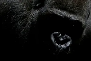 Echo, a 9-year-old blackback coast gorilla, is pictured in his enclosure at Bioparc Echo, a 9-year-old blackback coast gorilla, is pictured in his enclosure at Bioparc