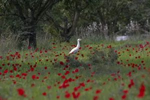 An egret stands amongst anemone flowers in Ben-Shemen forest, near the Israeli town An egret stands amongst anemone flowers in Ben-Shemen forest, near the Israeli town