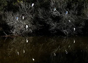 Egrets congregate next to a canal in Assateague Island off Virginia Egrets congregate next to a canal in Assateague Island off Virginia