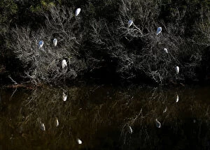 Images Dated 25th October 2013: Egrets congregate next to a canal in Assateague Island off Virginia