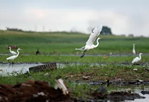 Egrets are seen next to a discarded tire on the shores of the Paraguay River, in Ita Egrets are seen next to a discarded tire on the shores of the Paraguay River, in Ita