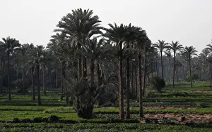 Egyptian farmers work around date palm trees at a farm on the outskirts of Cairo Egyptian farmers work around date palm trees at a farm on the outskirts of Cairo