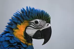 An eight-month-old blue and gold macaw is photographed at bird market in Peshawar