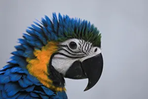 An eight-month-old blue and gold macaw is photographed at bird market in Peshawar An eight-month-old blue and gold macaw is photographed at bird market in Peshawar