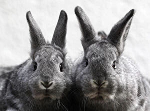 Images Dated 22nd March 2010: Eight-week-old Chinchilla rabbits are pictured at a rabbit farm in Moosburg