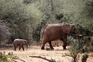 An elephant and its calf walk through the bush at the Mpala Research Centre in Laikipia An elephant and its calf walk through the bush at the Mpala Research Centre in Laikipia