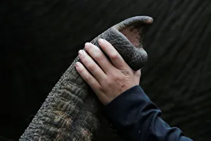 Elephant crew member Adria Cuellar pets a performing elephant before its final show for Elephant crew member Adria Cuellar pets a performing elephant before its final show for