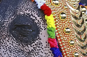 Images Dated 23rd November 2011: An elephant decorated with ornaments closes its eye during the start of an annual