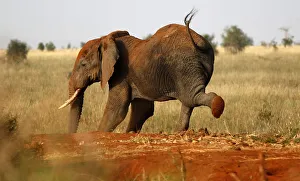 An elephant stretches during their aerial census at the Tsavo West national park within An elephant stretches during their aerial census at the Tsavo West national park within